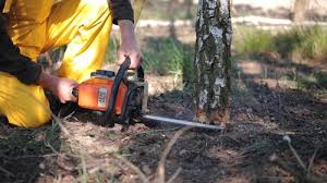 Seasonal Cleanup (Spring/Fall) in Toast, NC
