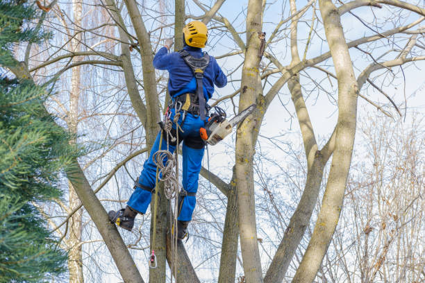 Best Stump Grinding and Removal  in Toast, NC