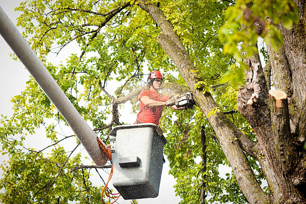 Best Commercial Tree Services  in Toast, NC