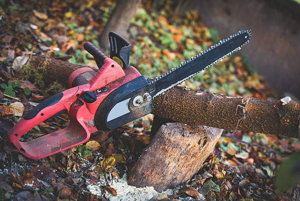 Best Arborist Consultation Services  in Toast, NC